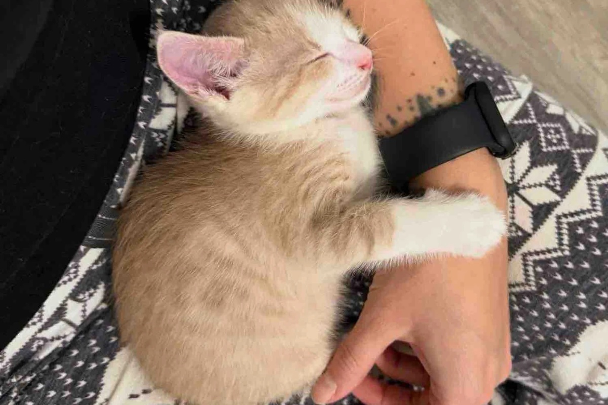 Žena otvara svoj dom za šest siročadi mačića iz skloništa, odlučna da im pruži život kakav zaslužuju detail 10