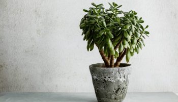 Jak chronić drzewko jadeitowe przed typową letnią plagą