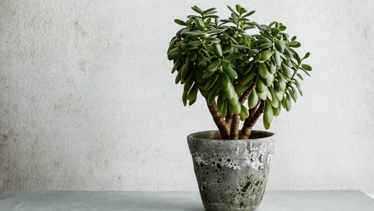 Jak chronić drzewko jadeitowe przed typową letnią plagą