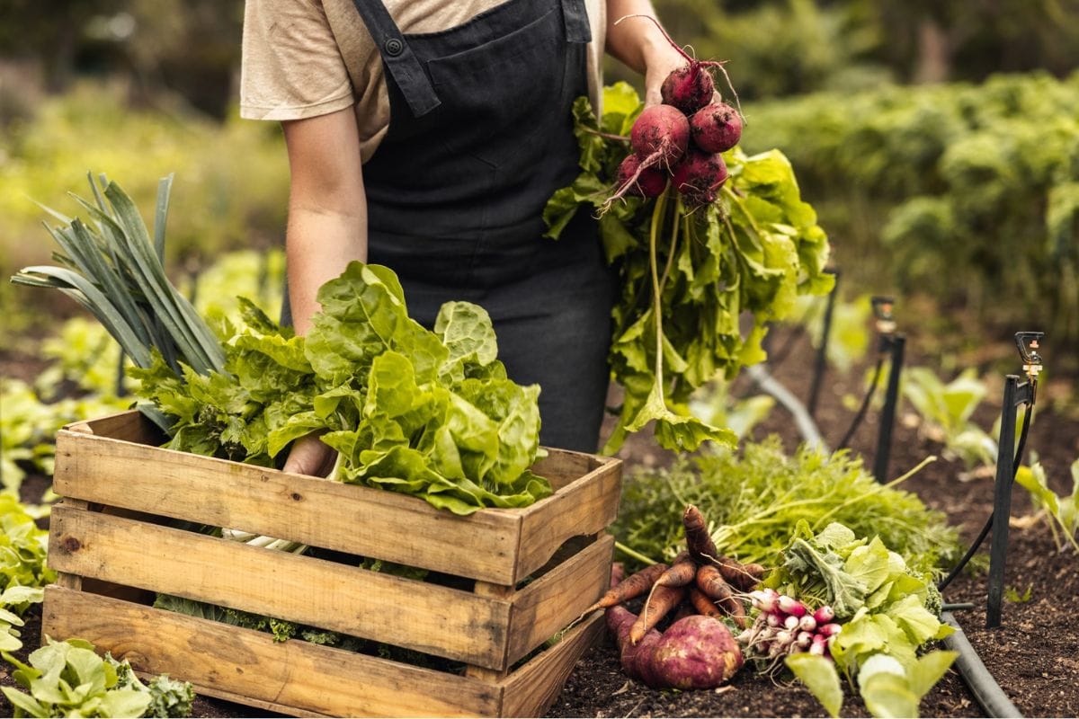 Bez kemije i troškova: znanstvenici otkrili metodu povećanja prinosa livada