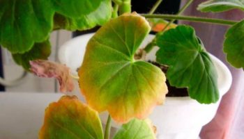 Proč listy rostlin v zimě usychají, i když je zaléváme?