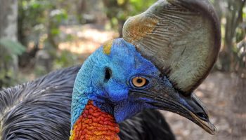 Nejstrašnější a nejnebezpečnější pták v historii světa hraje klíčovou roli v udržování života v přírodě.