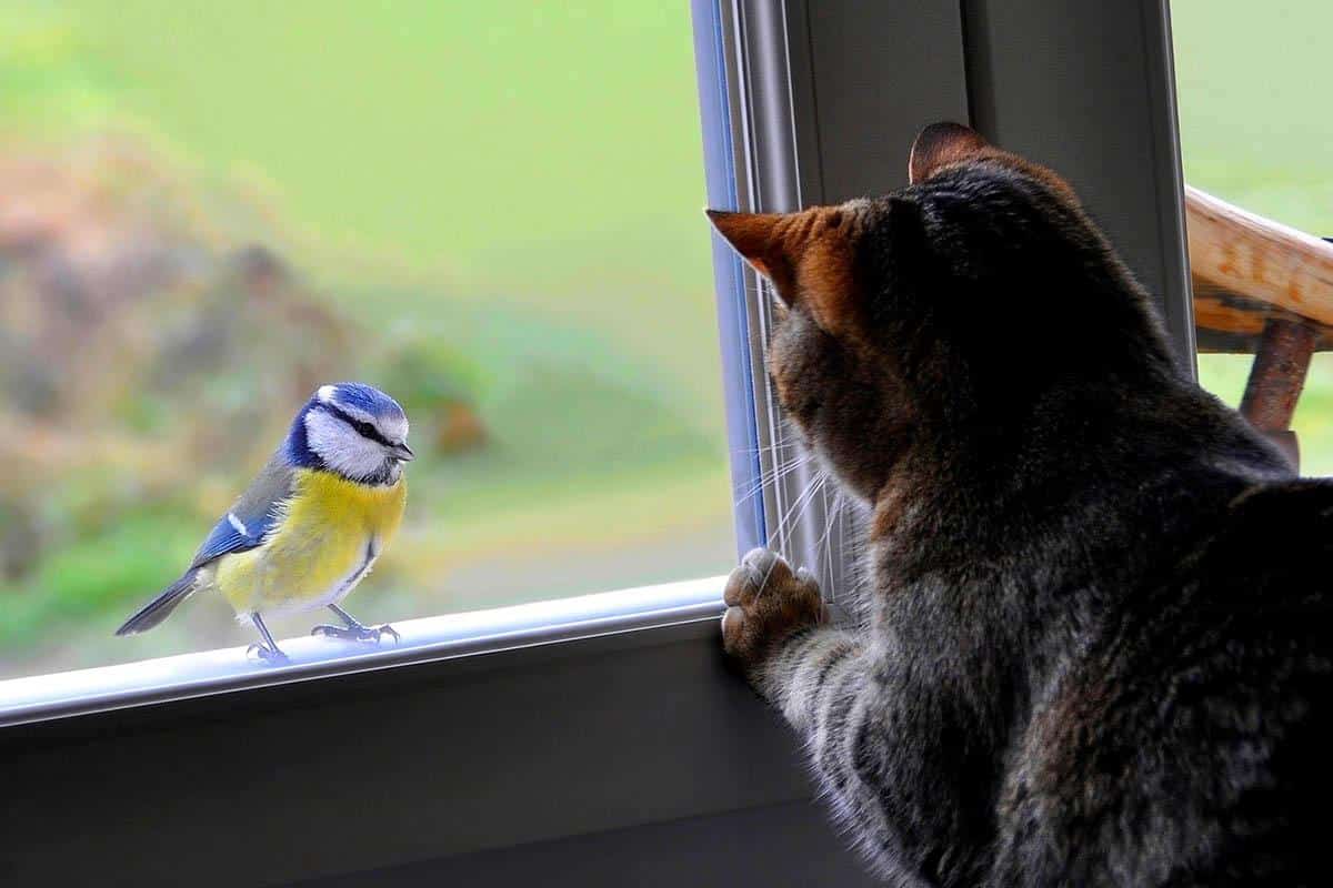 Vidíte ptáky sedící na vašem okně nebo balkóně? Podle feng-šuej to má určitý význam.