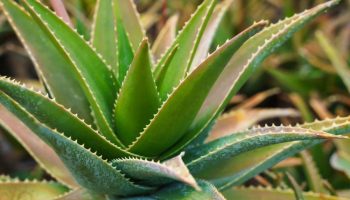 Odborník na rostliny: „Největší chybou, kterou můžeme s aloe vera udělat, je nedat ji do stínu.“