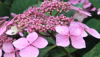 Sbohem, hortenzie: proč zahradníci doporučují přestat je pěstovat.