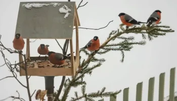 Jediný zimní plod, který podle ornitologů přivede sýkorky zpět do vaší zahrady.