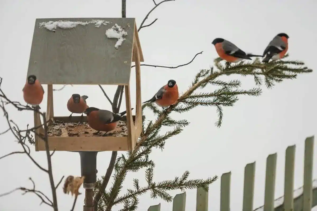 Jediný zimní plod, který podle ornitologů přivede sýkorky zpět do vaší zahrady.
