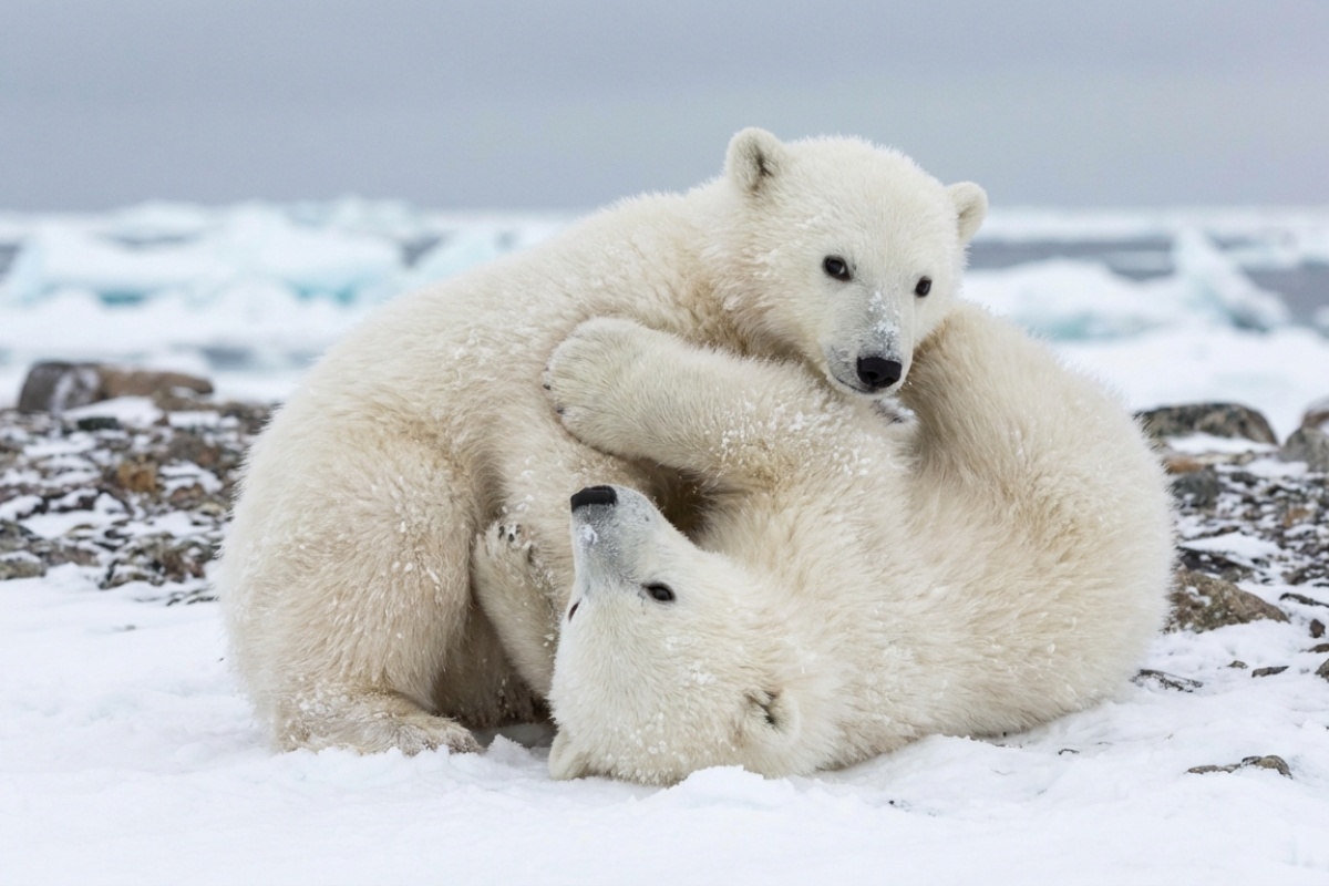 Rijedak slučaj u prirodi: ženka polarnog medvjeda udomila tuđe mladunče detail 1
