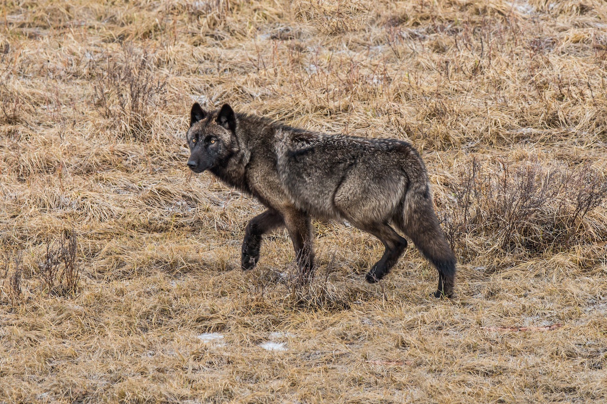 Vukovi u Yellowstoneu: Je li čuveni ekološki lanac samo mit ili znanstvena istina?