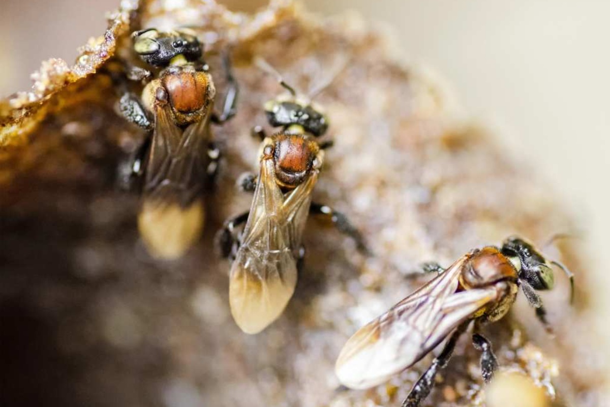 Pčele bez žalaca postaju prvi insekti na svijetu koji su dobili zakonska prava