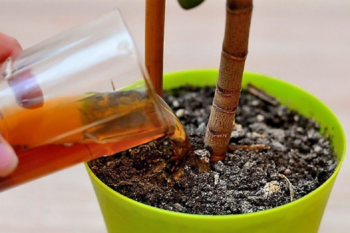 Kako do gigantskih prinosa bez kemikalija: Ovo je idealno gnojivo za staklenik koje čak i Hrvati obožavaju