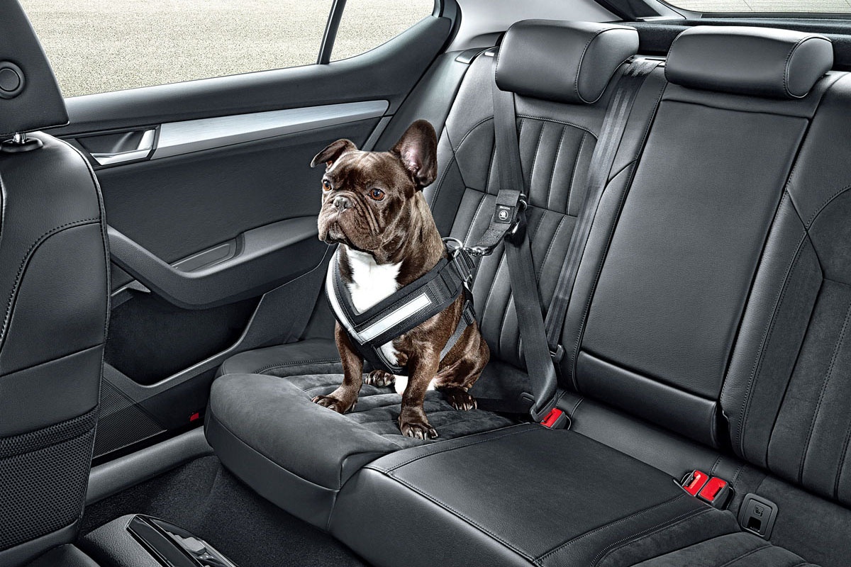 Putovanje s kućnim ljubimcem više nikada neće biti isto: Promjena u EU koja se odnosi na vas