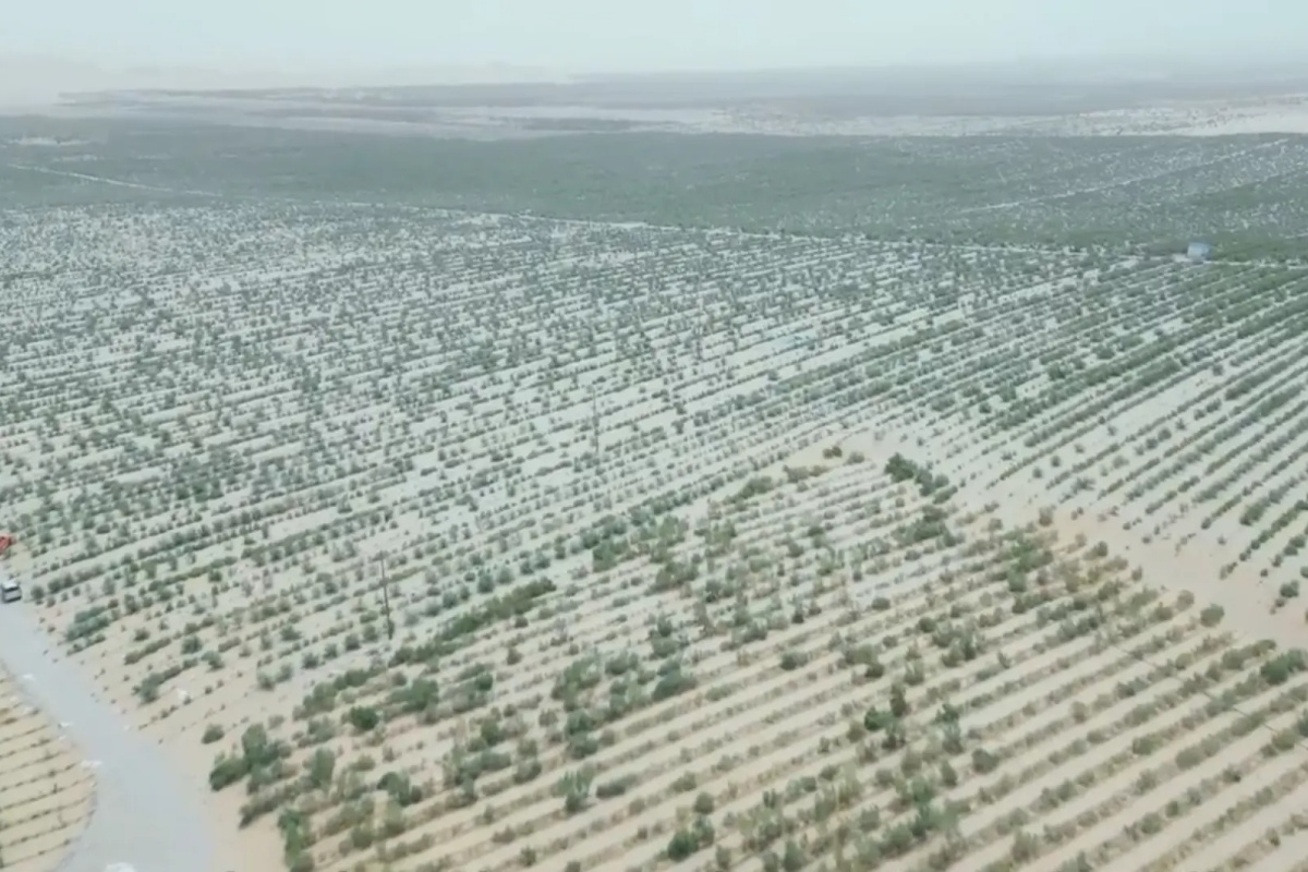 Kina koristi alge kako bi pretvorila 6.667 hektara pustinje u plodno tlo