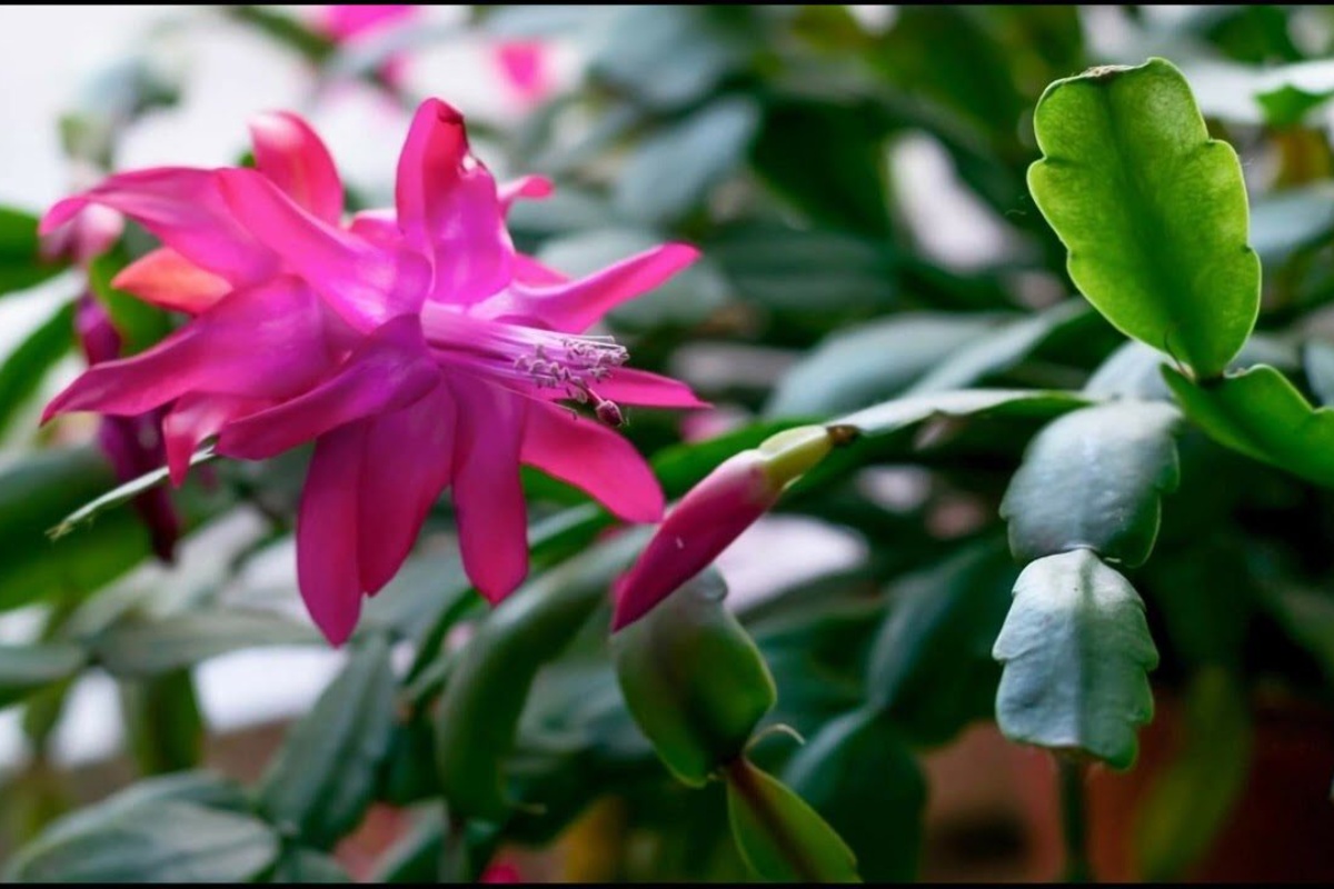 Božićni kaktus cvjetat će iznova i iznova: 4 pravila za njegu ukrasnog cvijeta