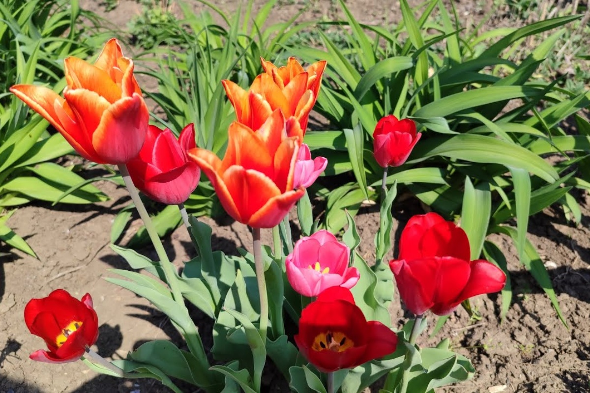 Sadim tulipane 'pod lopaticu' za 30 minuta – u proljeće cvjetnjak cvjeta kao sa slike: susjedi pitaju za tajnu