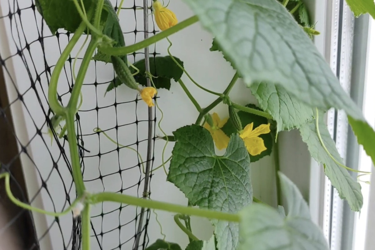 Posadila sam ove krastavce – i muž svakog ljeta kaže “dosta”: konzerviram tjednima zaredom, a oni stalno rastu i rastu