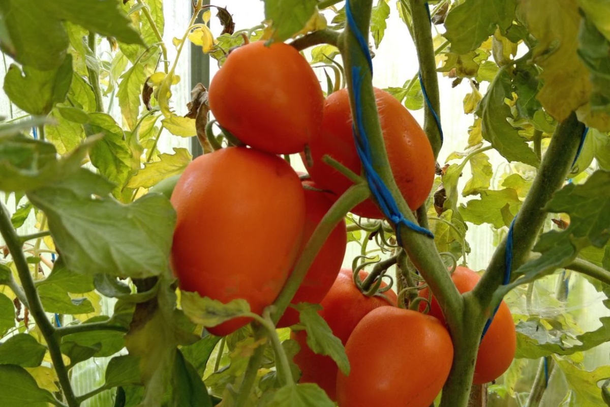 Ove rajčice se jedu izravno s grma – ne stignu ni do stola: slatke, sočne, djeca su oduševljena