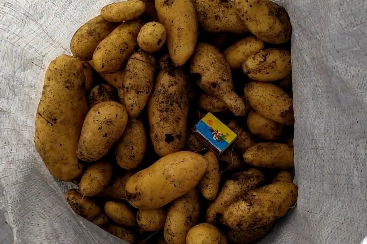Svekar poljoprivrednik otkrio je 5 najboljih sorti krumpira: Daju obilan urod i bez problema se čuvaju do proljeća