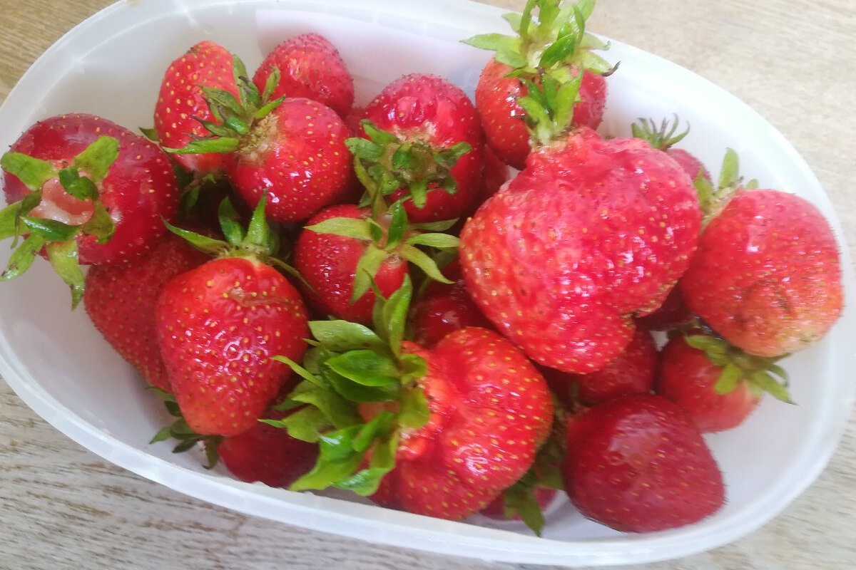 Jagode teže po 50 g – a slatke kao med: 1 sorta hrani cijelu obitelj, susjedi kupuju sadnice na kante