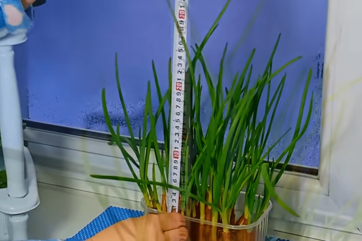 Sadim mladi luk na prozorskoj dasci samo ovako: raste i tijekom jakih mrazeva bez gubitka prinosa