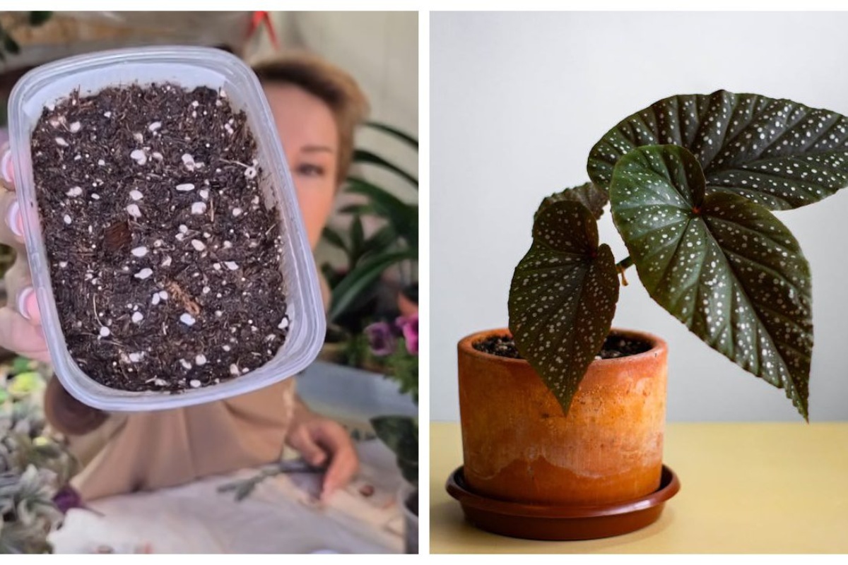 Kada želite savršenu begoniju na gredici ljeti – počinjem sa sjetvom zimi: moje iskustvo i zaključci za 2026.