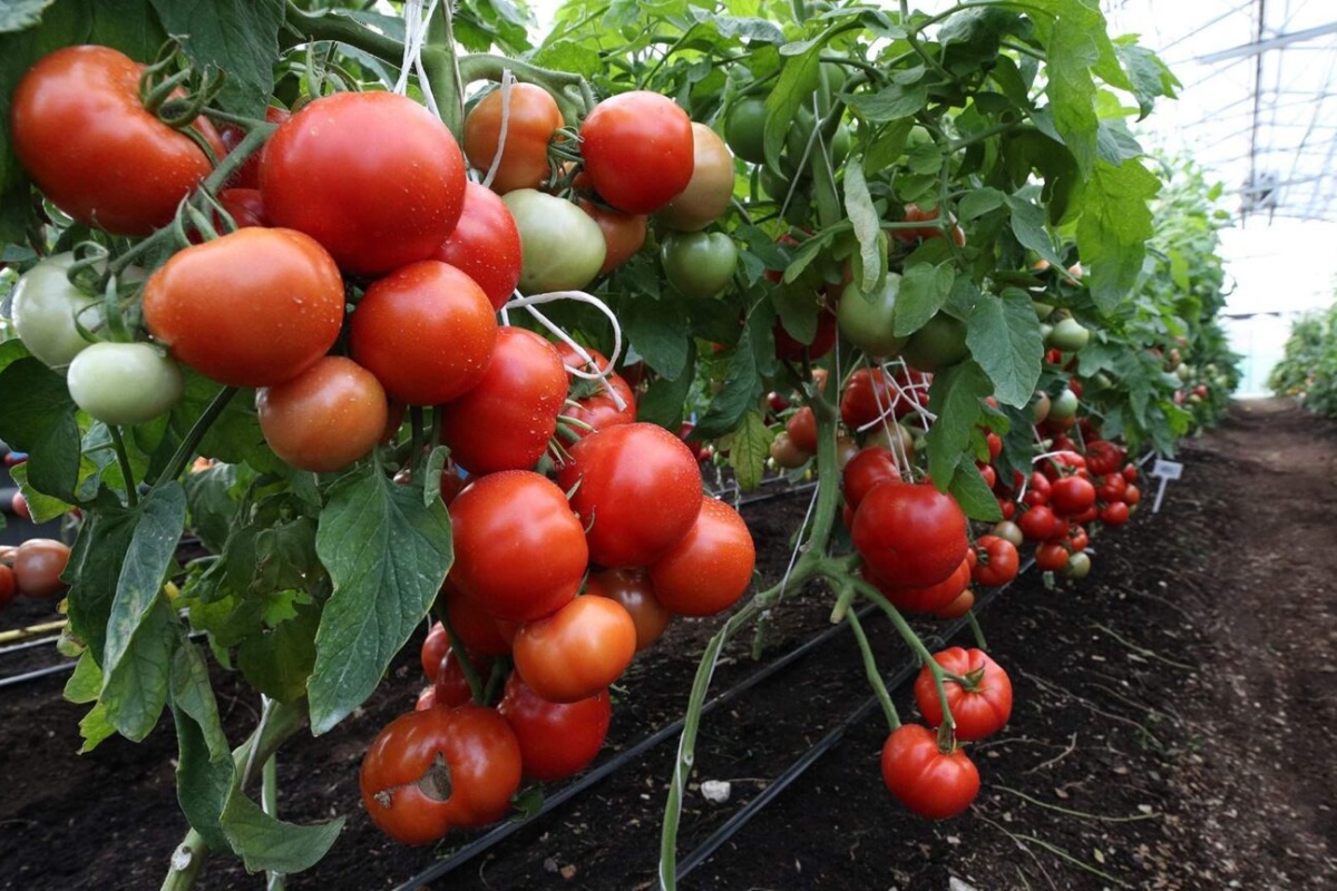 Dajte rajčicama, paprici i krastavcima ovakvu prihranu i čak će i osušene sadnice oživjeti do jutra: susjedi će vam zavidjeti