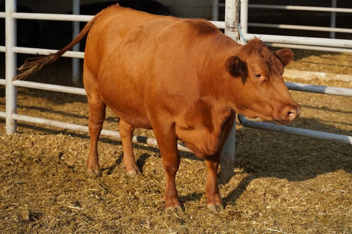 Indijska prihrana za krastavce: gotovo besplatna. Krastavci rastu toliko zeleni da su gotovo crni, ali nisu gorki