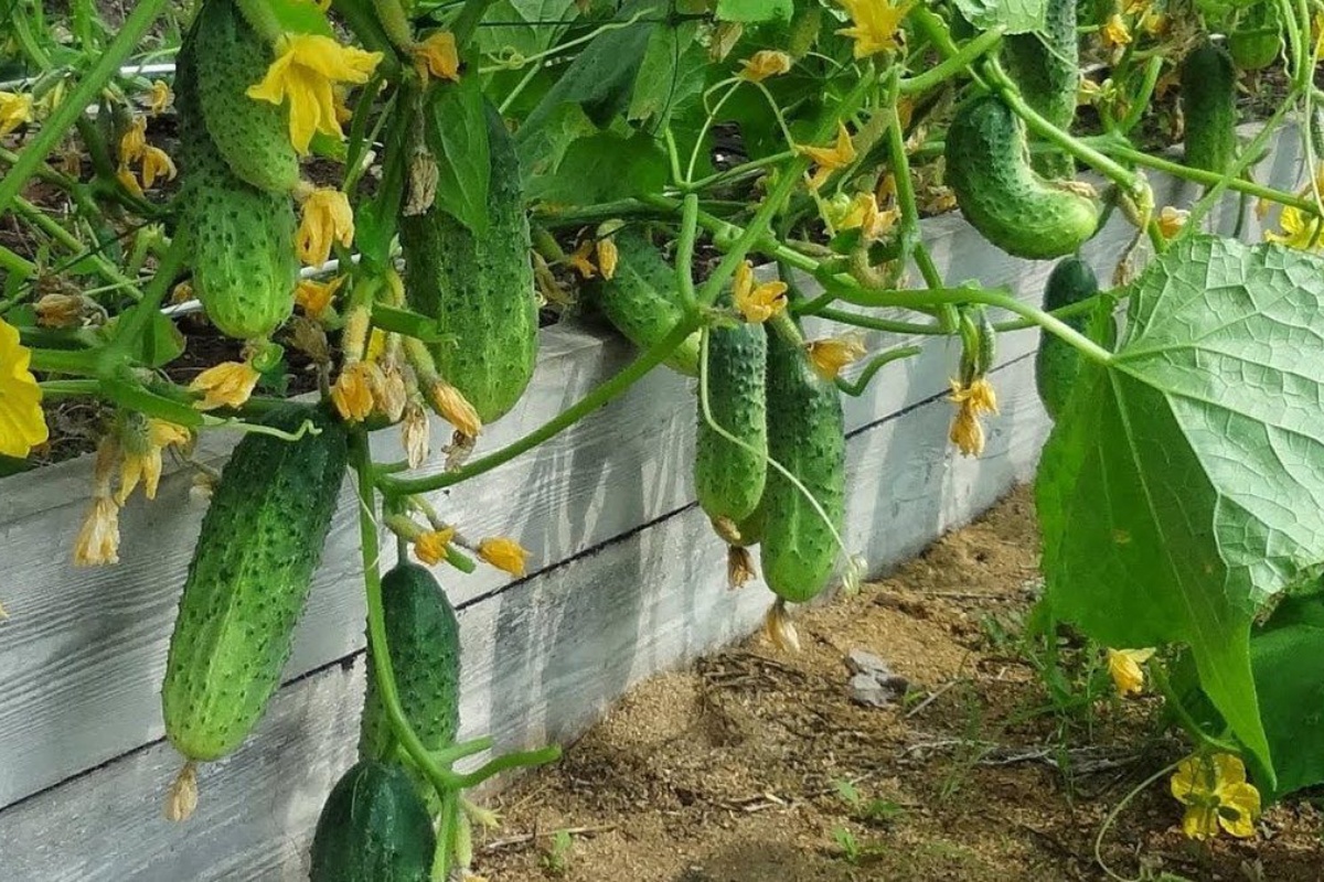 Poprskajte krastavce ovim i skupljat ćete kante plodova: Bogat urod do kasne jeseni