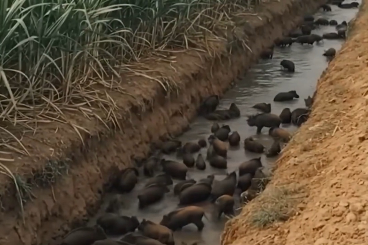 Poljoprivrednici kopaju rovove kako bi obuzdali divlje svinje i zaštitili usjeve koji mogu biti uništeni u samo jednoj noći