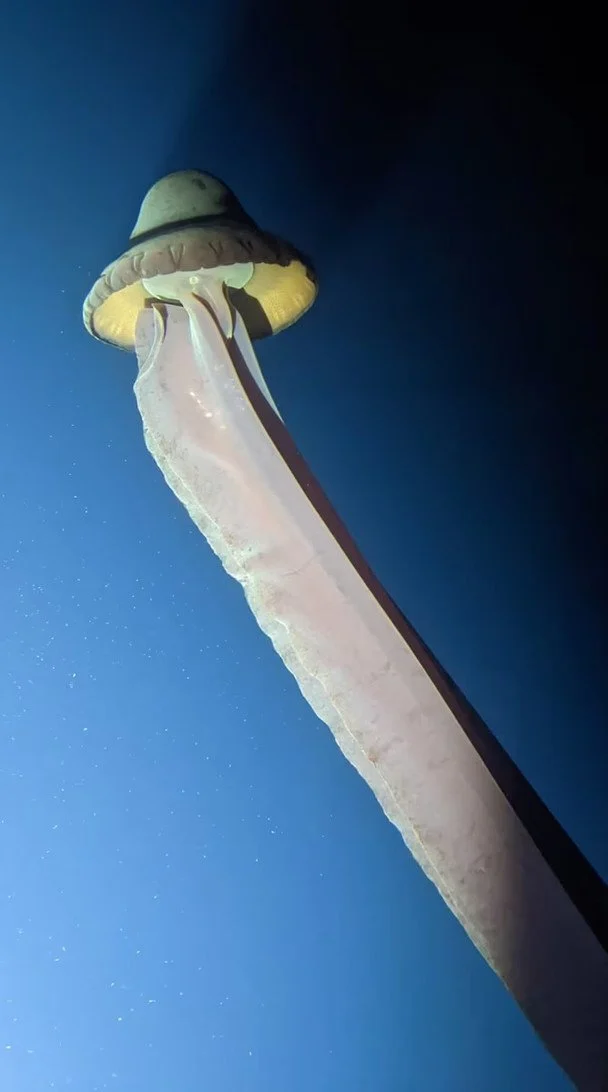 U Svjetskom oceanu prvi put otkriveno jedinstveno divovsko biće (foto)