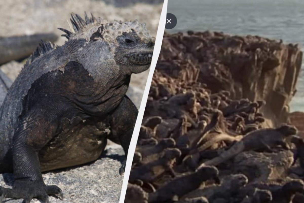 Kišu sol i mogu do sat vremena ne disati: što se zna o jedinstvenim stanovnicima oceana detail 1