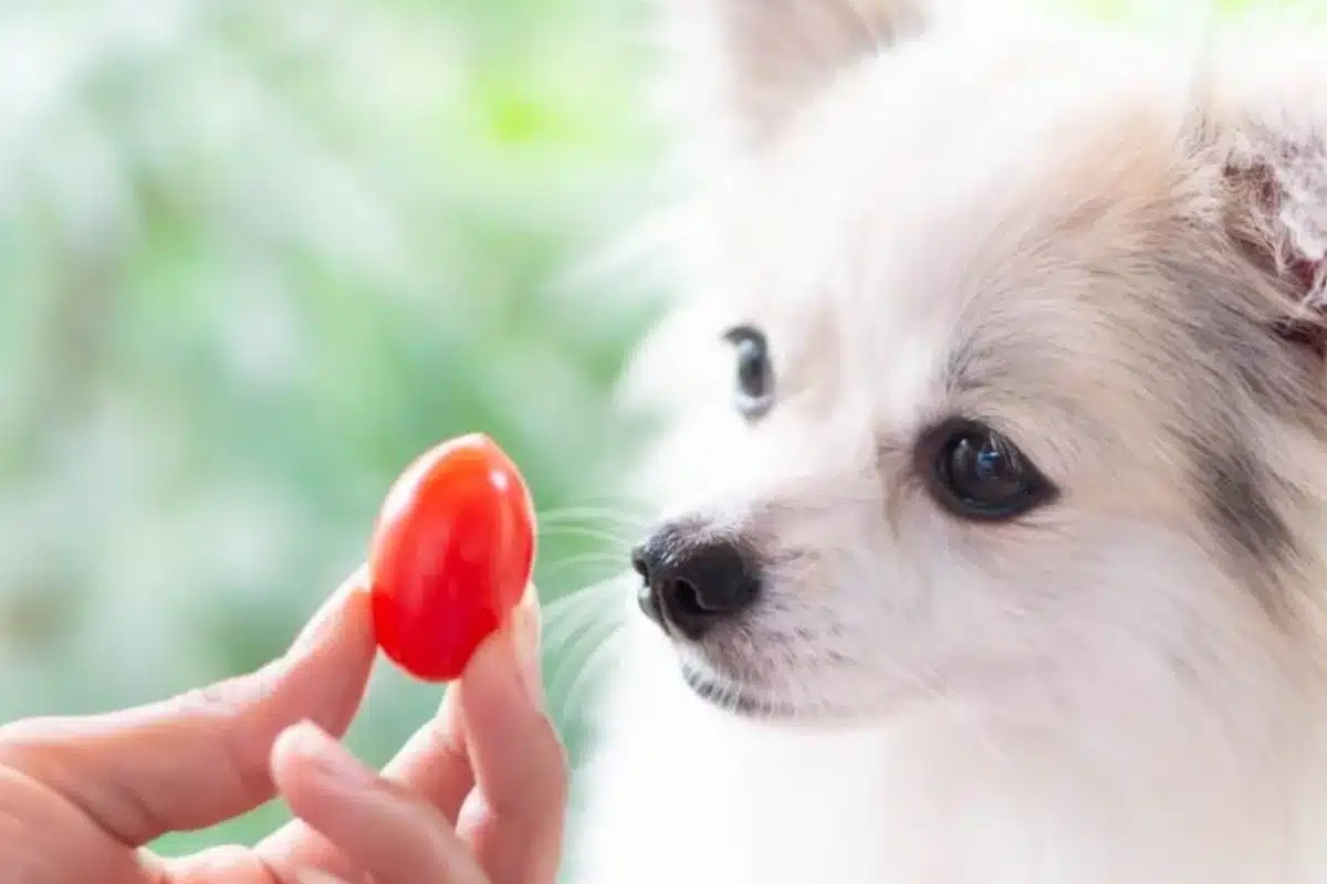 Niti banana, niti jabuka: ovo je voće koje biste, prema veterinarima, trebali davati svom psu detail 1