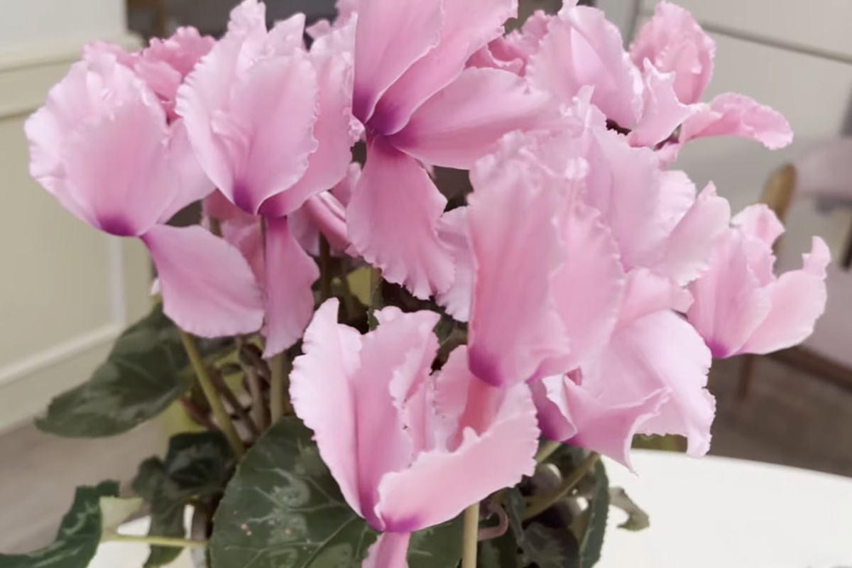 Učinite isto s ciklamama zimi. Vaši susjedi će vam zavidjeti na vašem cvijeću. detail 1