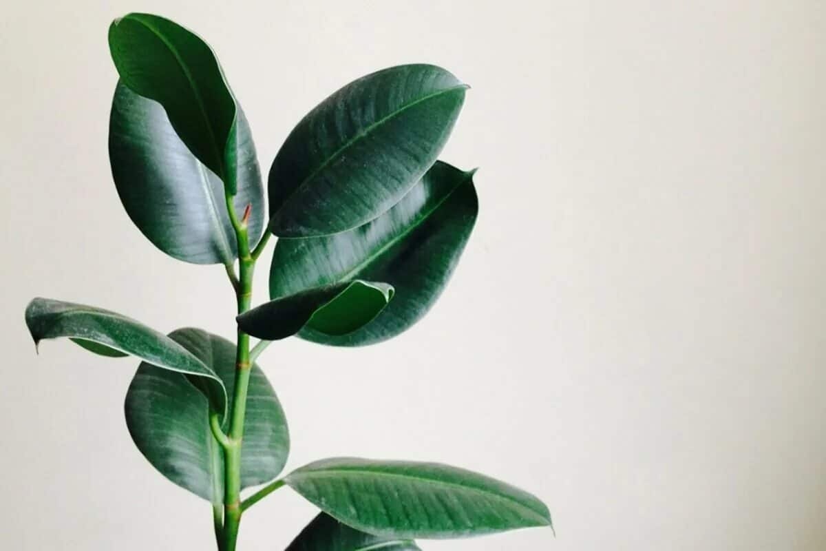 Zahtjevi fikus elastike – Kako se brinuti o njemu? detail 1