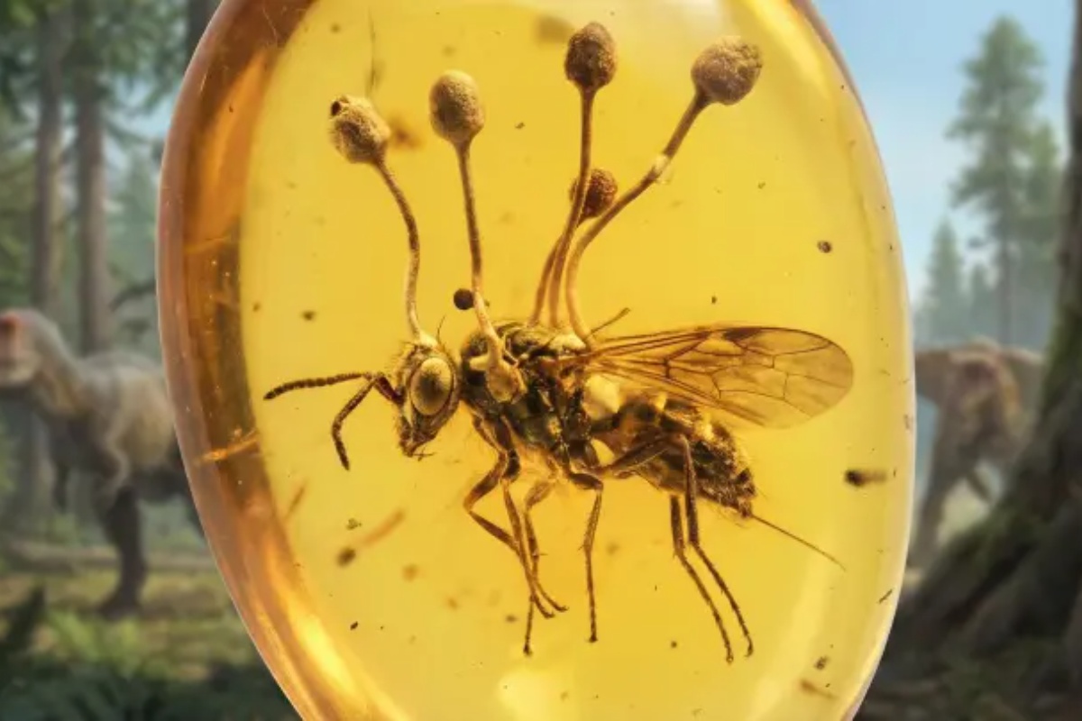 Proučavaju se drevni kukci koje su gljive pretvorile u „zombije” detail 1