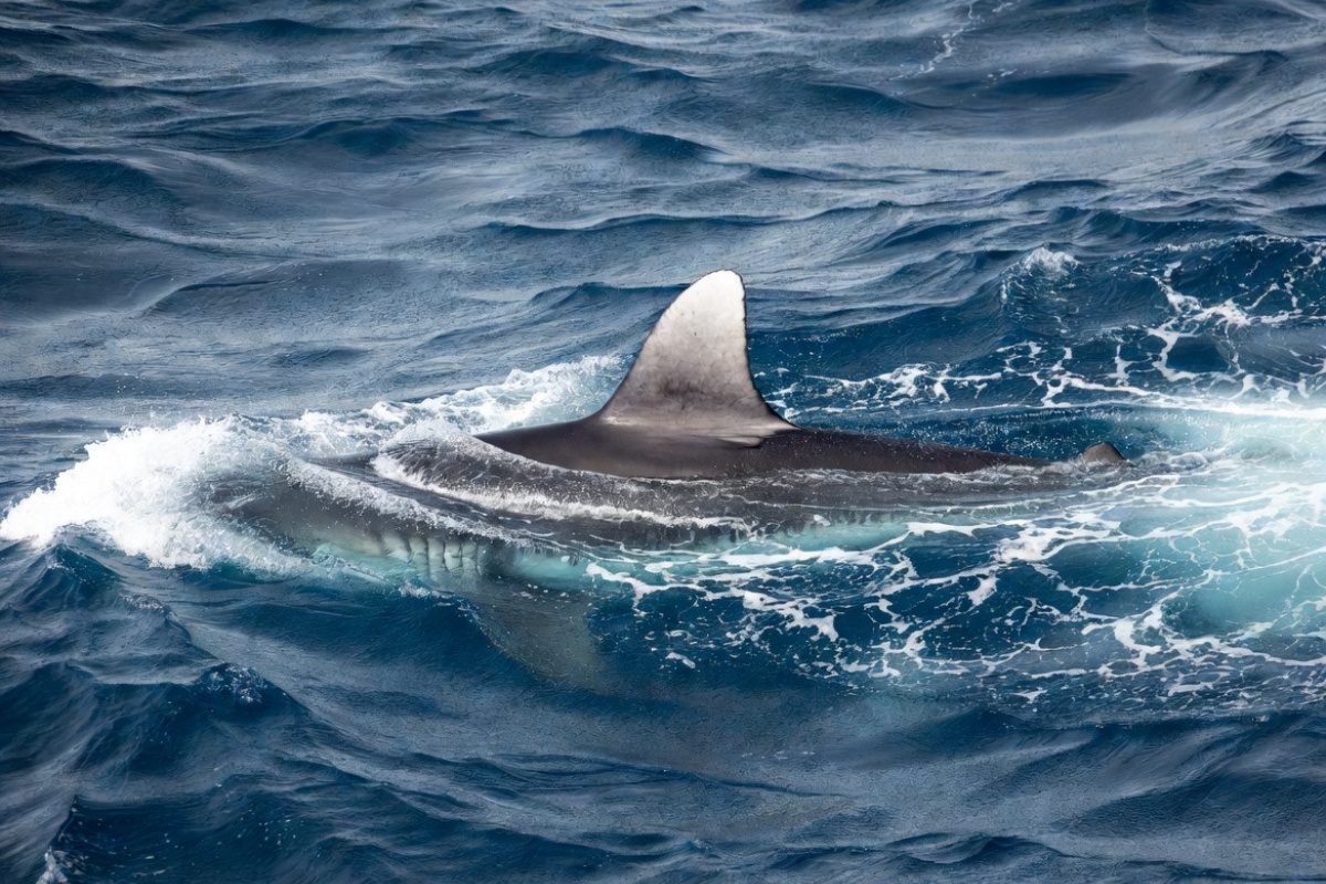 Tajne prošlosti: U Australiji pronađen najstariji divovski morski pas detail 1