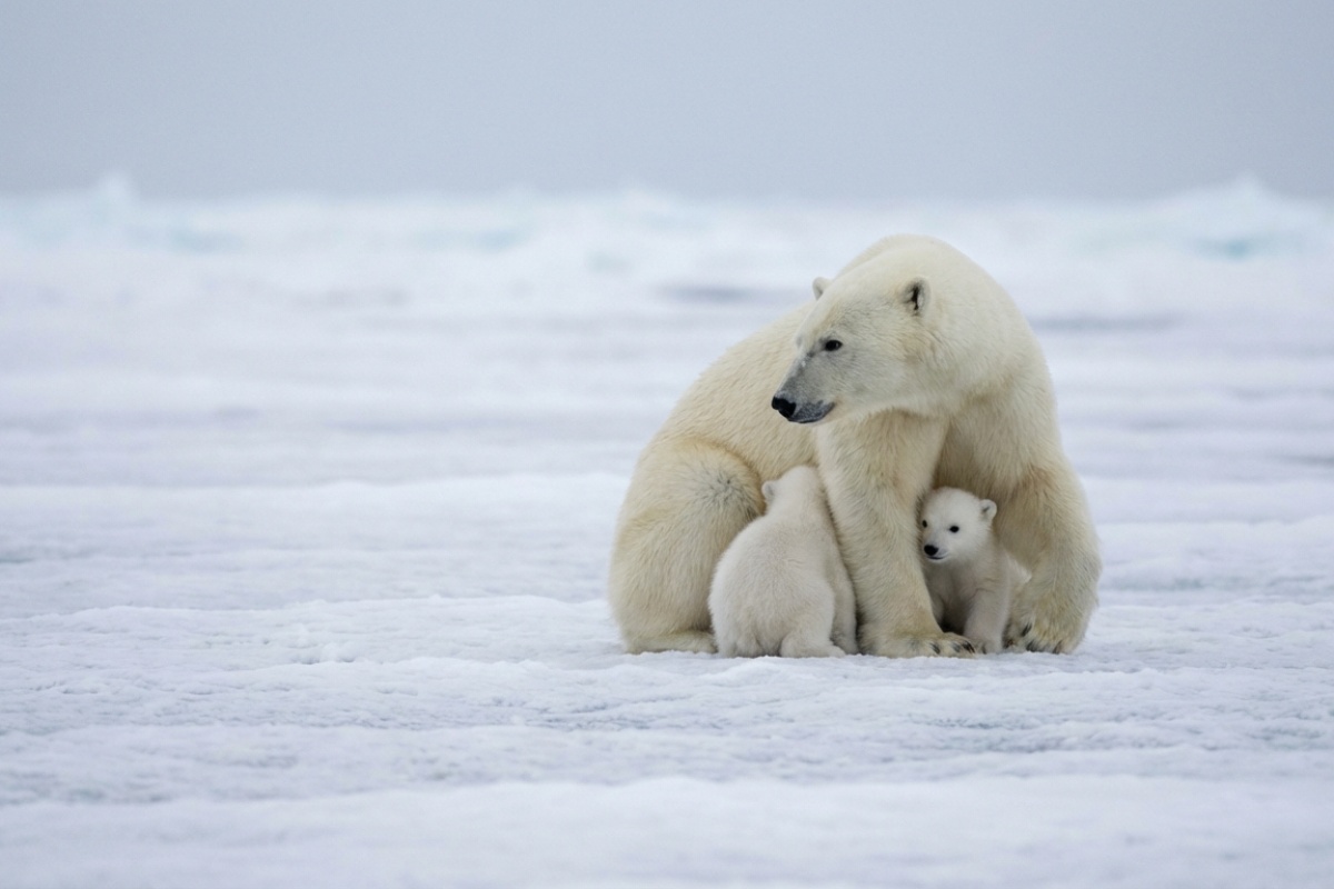 Rijedak slučaj u prirodi: ženka polarnog medvjeda udomila tuđe mladunče detail 2