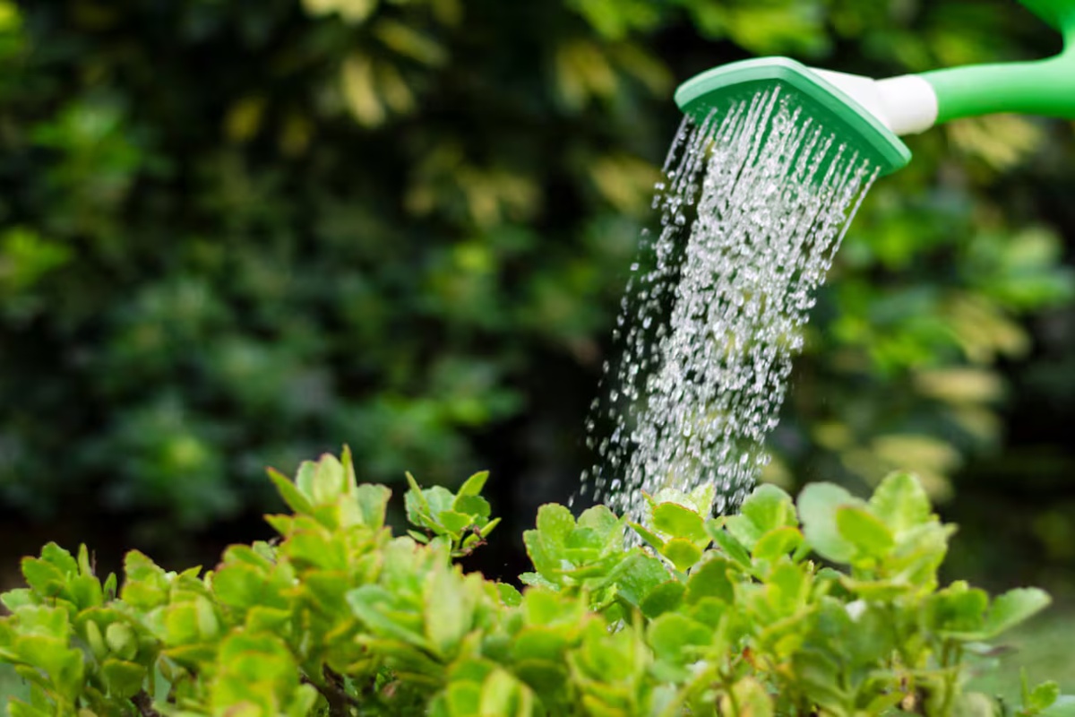 Kako održavati biljke zalijevanim tijekom praznika: nezaobilazni trikovi