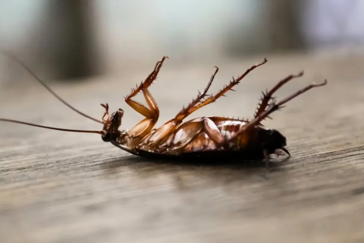 Kako pomiješati luk i sodu bikarbonu da biste se riješili žohara iz kuće: učinkovita domaća mješavina