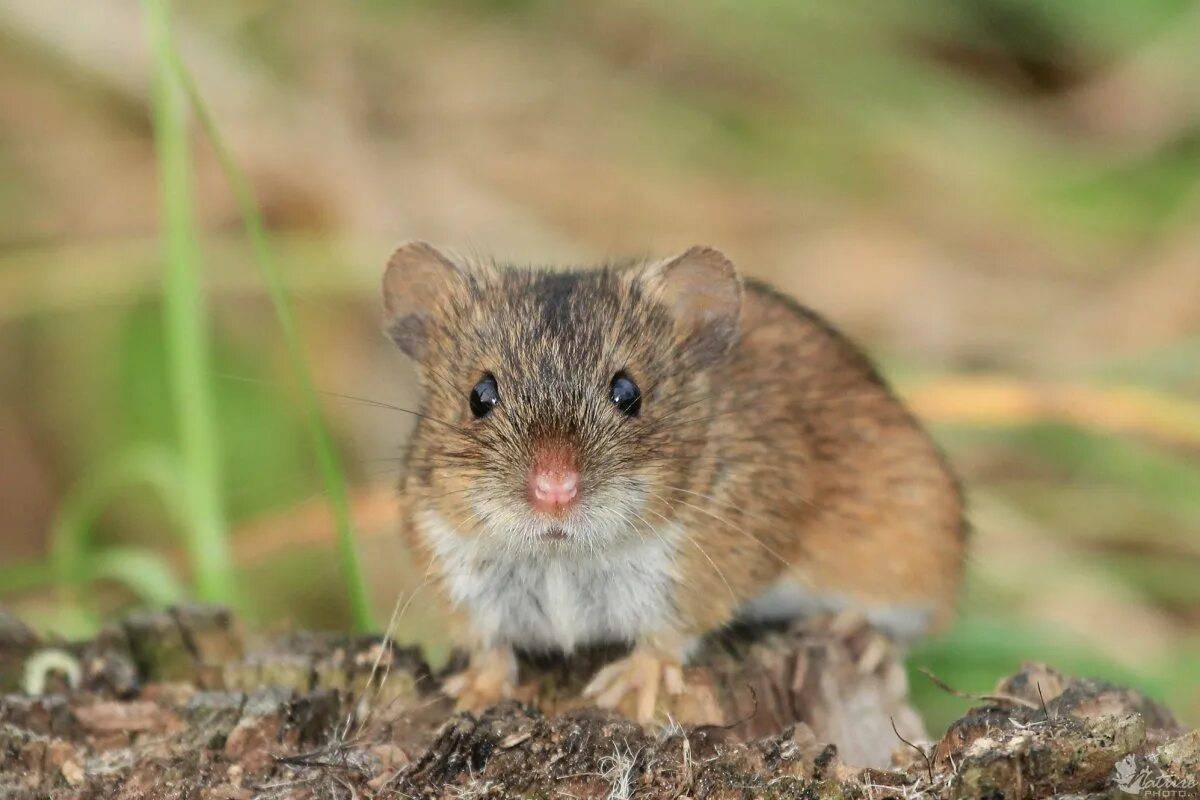 Miševi će pobjegnuti za nekoliko minuta: jednostavan trik s octom očistit će garažu i podrum bez zamki