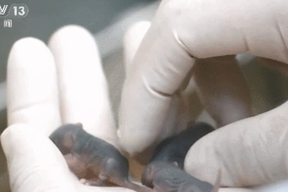 Kineski miš nakon povratka iz svemira okotio devet mladih: Zašto je ovo važno