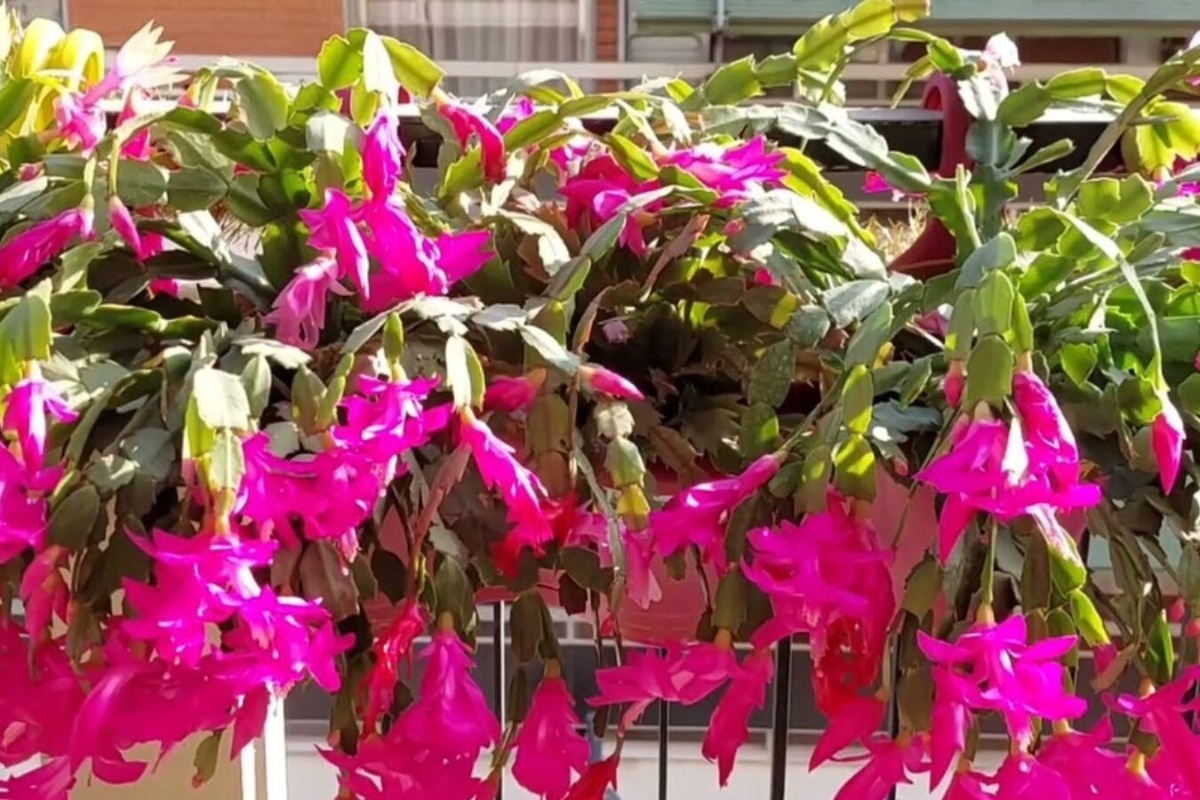 Božićni kaktus cvjetat će iznova i iznova: 4 pravila za njegu ukrasnog cvijeta