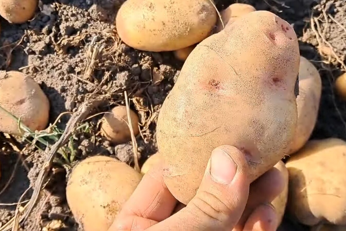 Svekar poljoprivrednik otkrio je 5 najboljih sorti krumpira: Daju obilan urod i bez problema se čuvaju do proljeća