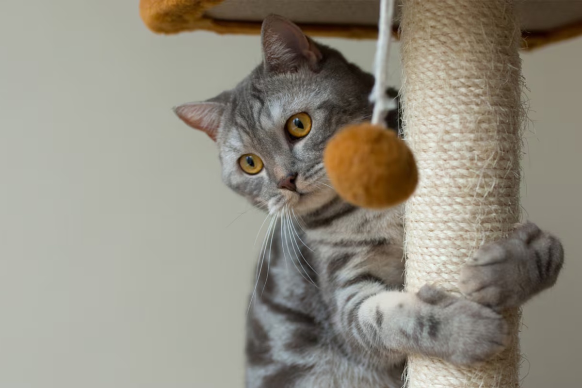 Ostaviti nošenu majicu na grebalici za mačke: čemu služi i zašto stručnjaci to preporučuju detail 2