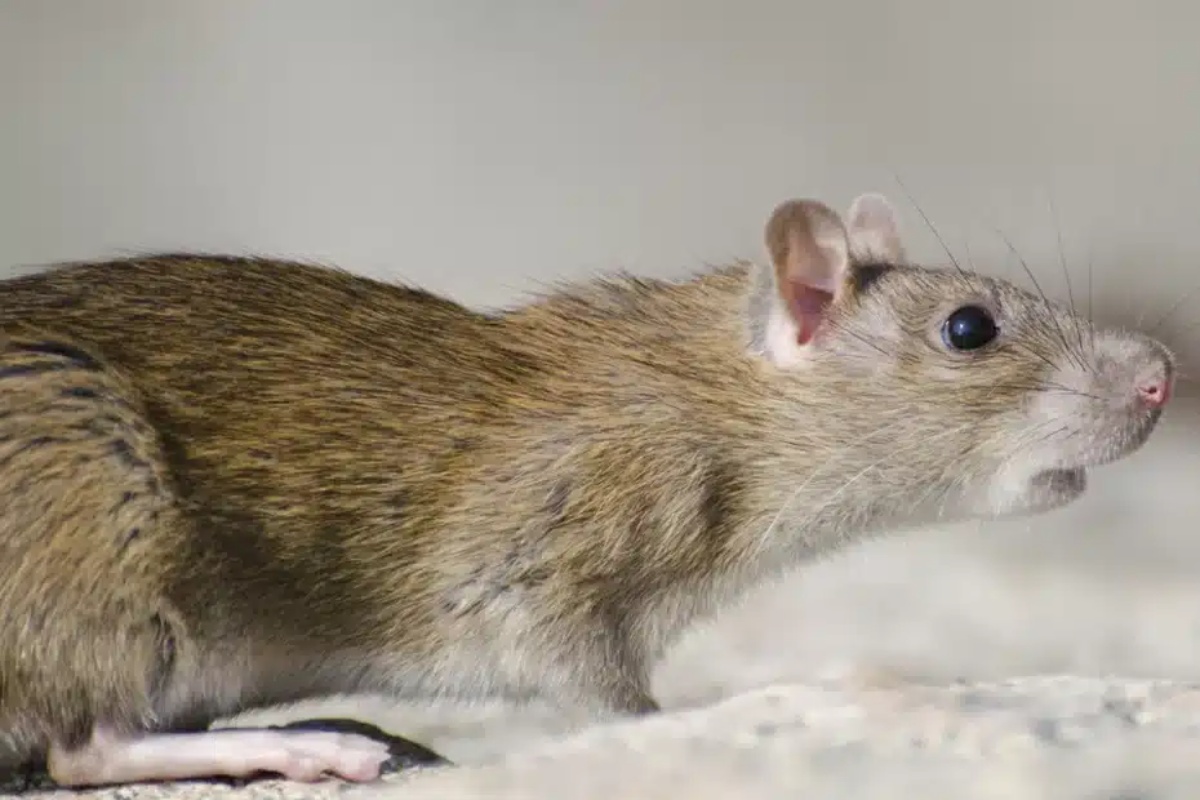 Imate li štakore u kući? Ove prirodne metode su učinkovite i sigurne za vašu obitelj! detail 2