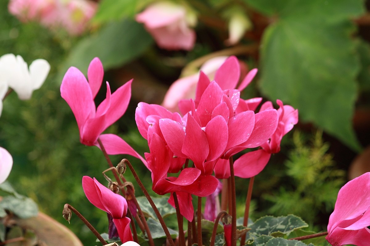 Učinite isto s ciklamama zimi. Vaši susjedi će vam zavidjeti na vašem cvijeću. detail 2