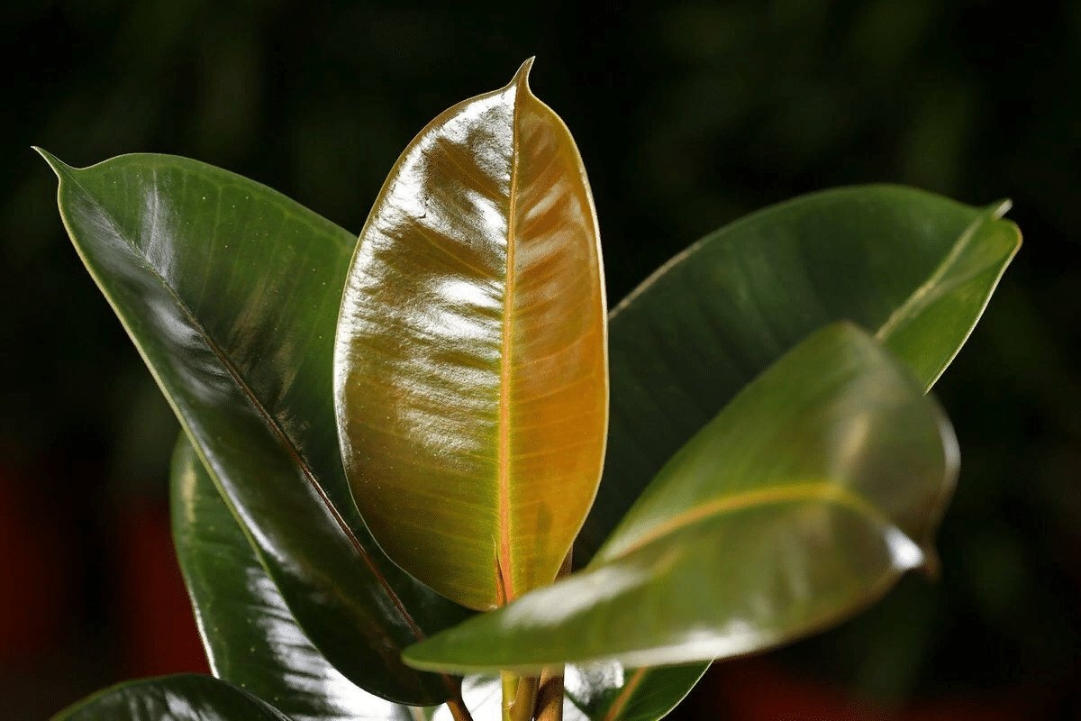 Zahtjevi fikus elastike – Kako se brinuti o njemu? detail 2