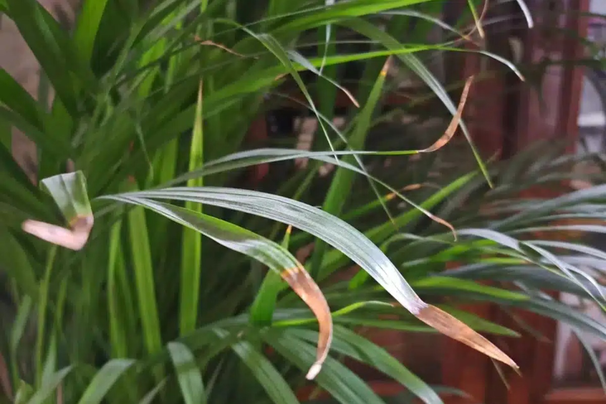 Sve počinje sasvim bezazleno. Smeđi vrhovi listova su upozoravajući znak koji zimi ne smijete zanemariti. detail 2