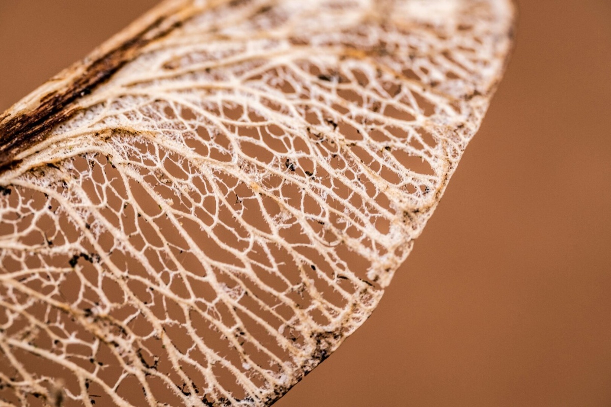 Proučavaju se drevni kukci koje su gljive pretvorile u „zombije” detail 2