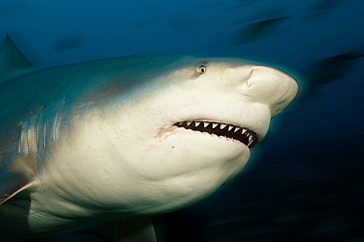 Tajne prošlosti: U Australiji pronađen najstariji divovski morski pas detail 2